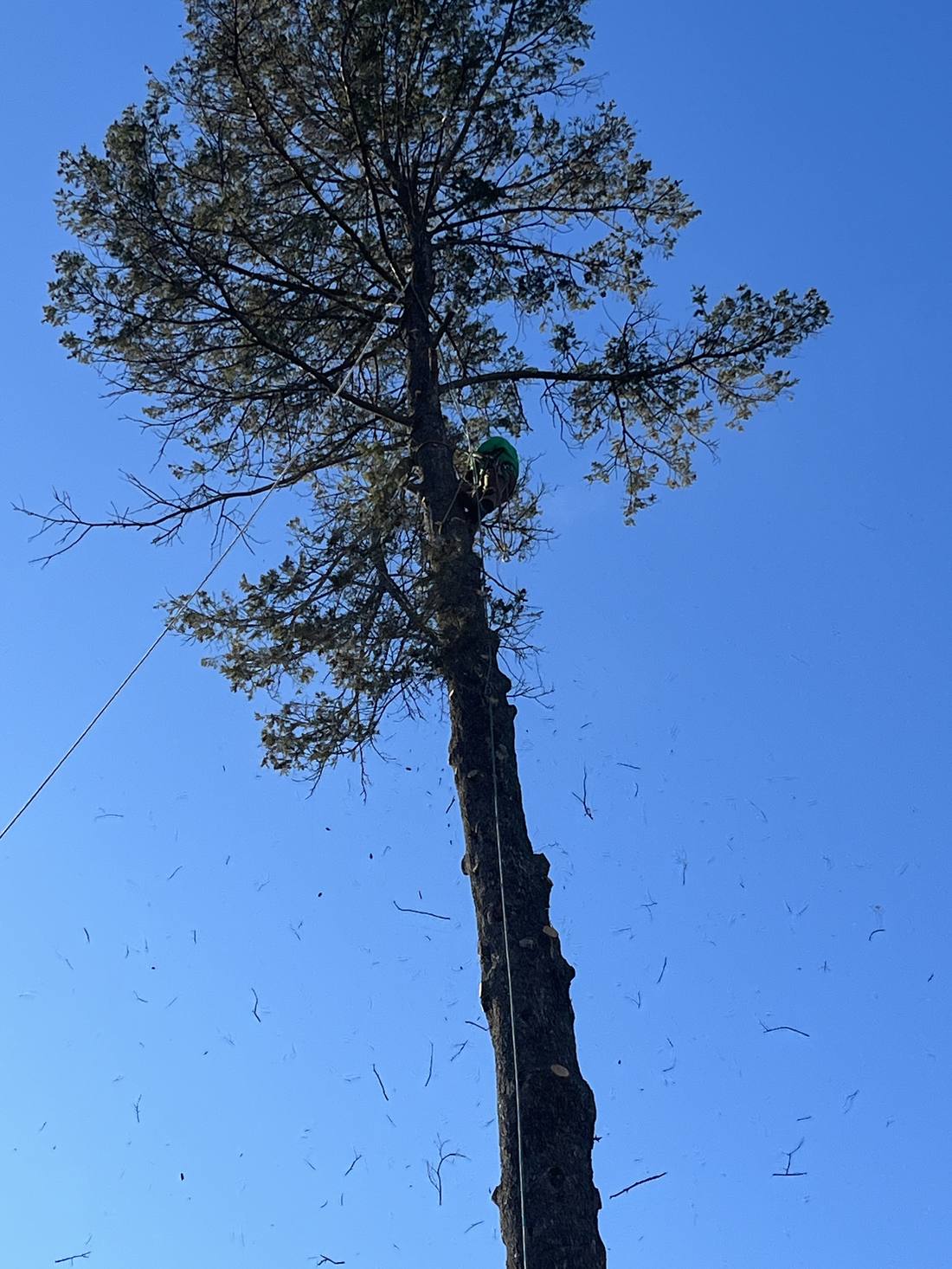 Lot clearing project - Kutsch Tree Service - Dubuque area