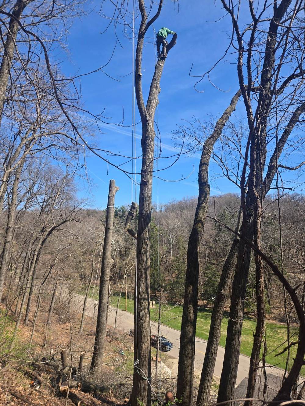 Tree work in progress - Kutsch Tree Service Dubuque Tri-State area
