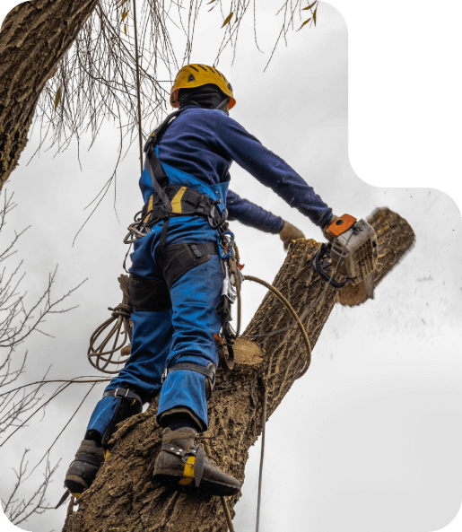 About-Kutsch-Tree-Service