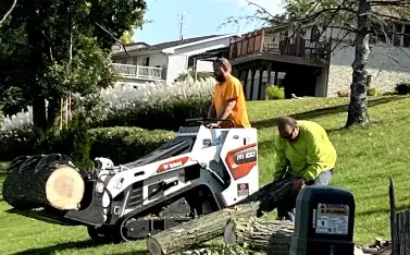 Stump Grinding