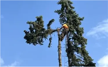 Tree Removal