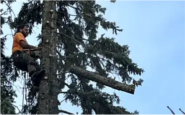 Tree Trimming