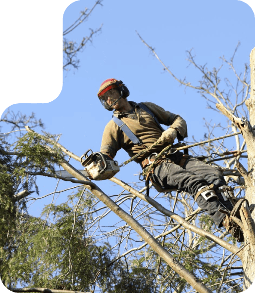 Tree Trimming